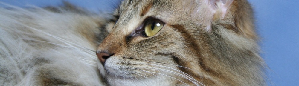 Niveas Norwegische Waldkatzen