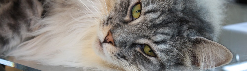 Niveas Norwegische Waldkatzen