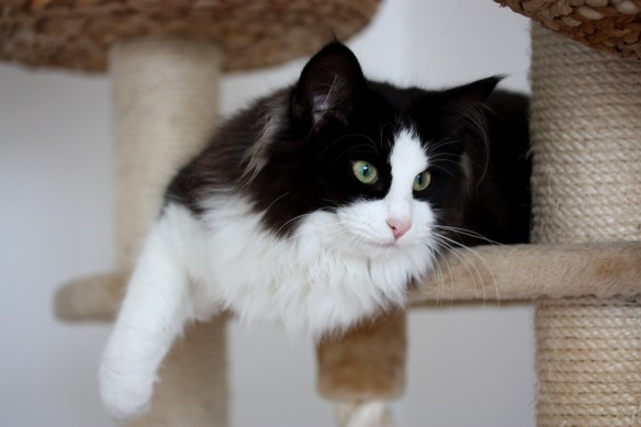 N*Lisegullet's Fiona