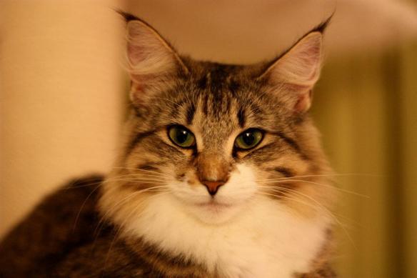 Taini-Posala av Andelas*CH