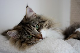 Taini-Posala av Andelas*CH