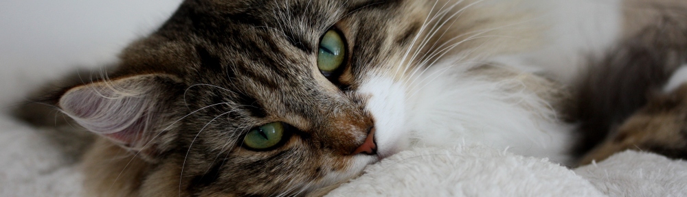 Niveas Norwegische Waldkatzen