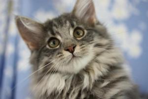 CH*Niveas Veni Vidi Vici