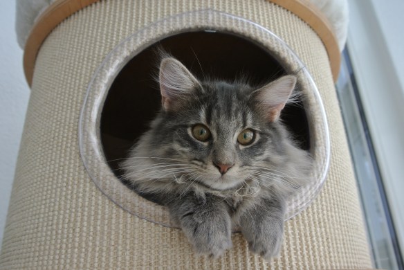 CH*Niveas Veni Vidi Vici