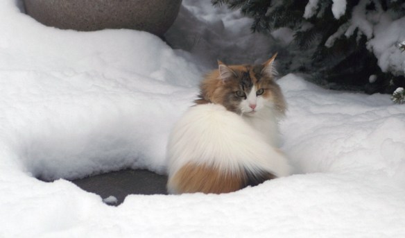 CH*Naima's Rea Silvia