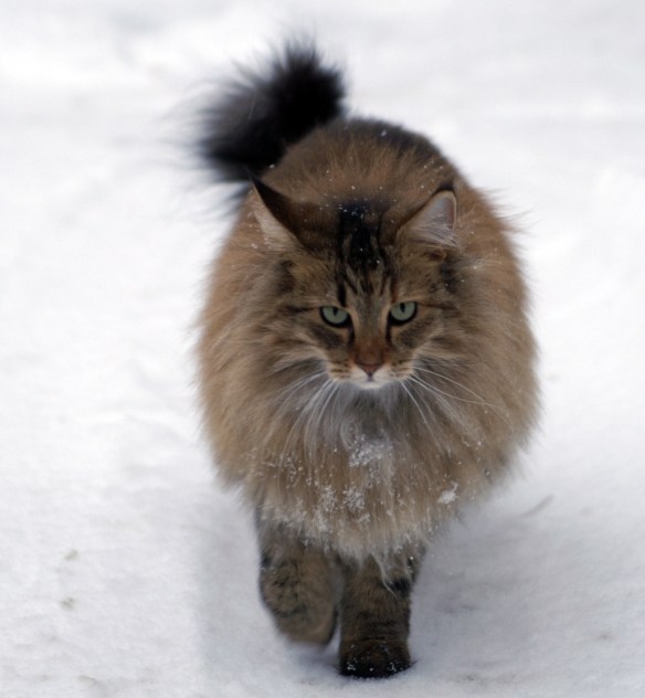 CH*Niveas Tullia Aurelia